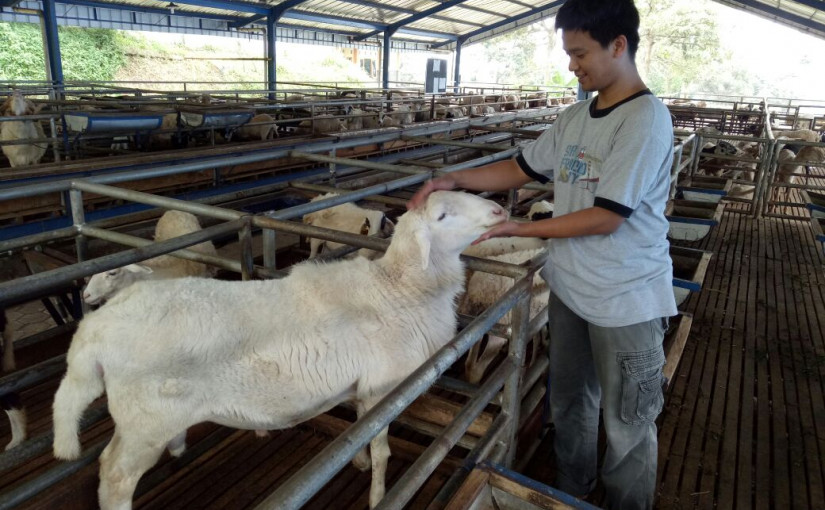 Salah satu perawatan kambing di sentra peternakan rakyat rekanan Angon / Angon