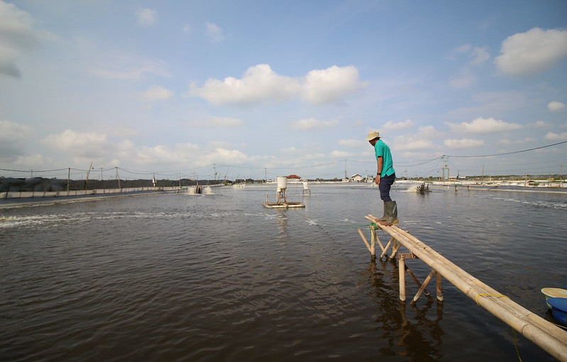 Produk Distribusi dan Permodalan eFishery