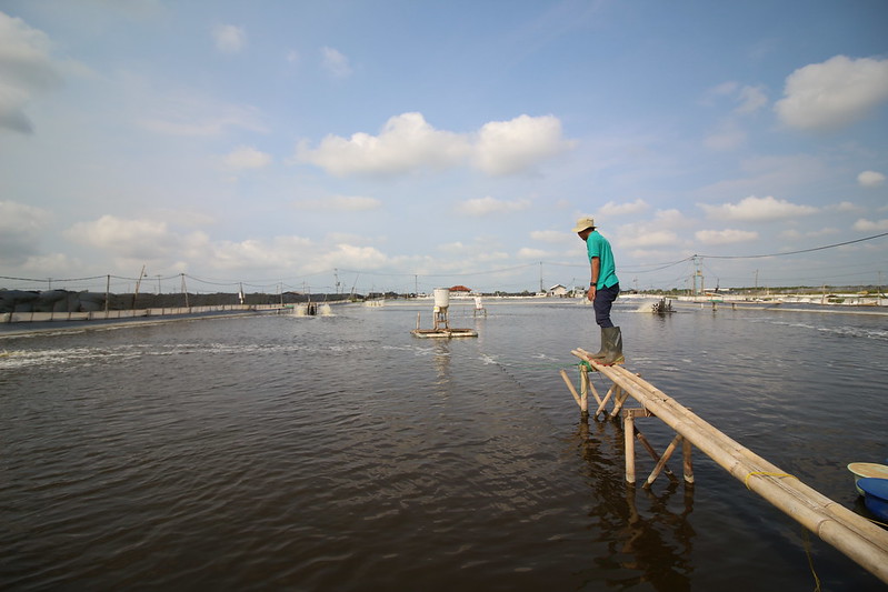 Produk Distribusi dan Permodalan eFishery