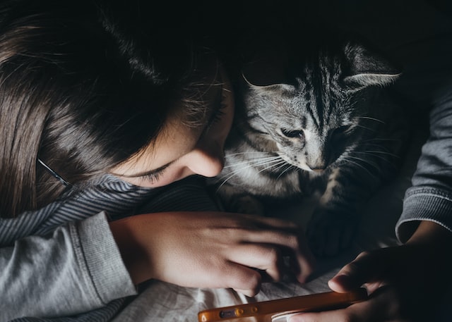 aplikasi untuk kucing terbaik di smartphone android