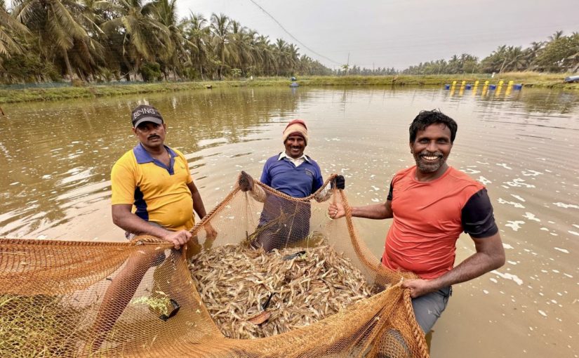 eFishery India